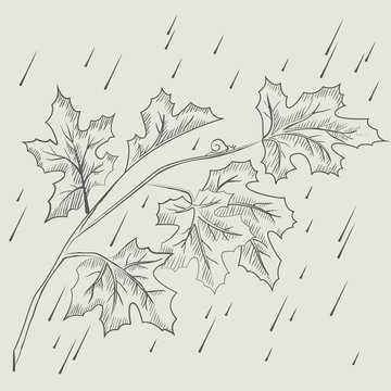 Maple tree branch in the rain