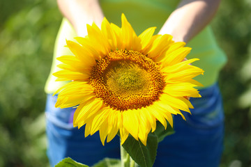 Fototapeta premium Beautiful sunflower in female hands close-up