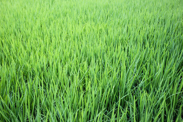 rice fields