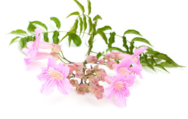 pink tekoma flowers