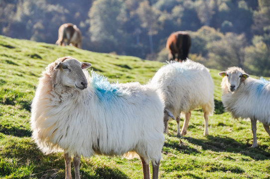 Flock of sheep at Pyrenees, Navarre (Spain)