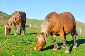 Naklejka na ściany i meble Group of horses grazing at green pasture, Pyrenees