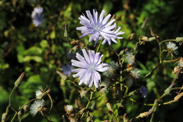 Gemeine Wegwarte Cichorium intybus