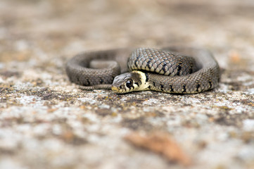 Grass Snake