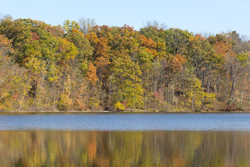 Beautiful fall woods reflects across lake