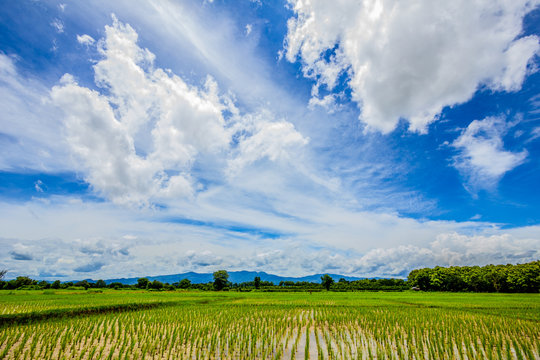 blue sky and cloud with rice field below, thailand