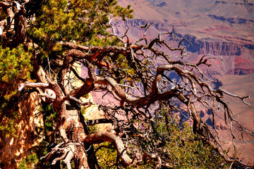 Grand Canyon Arizona