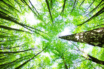 Naklejka premium green forest