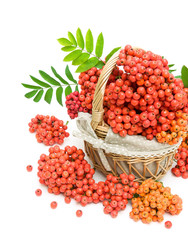 red rowan berries in a wicker basket on a white background