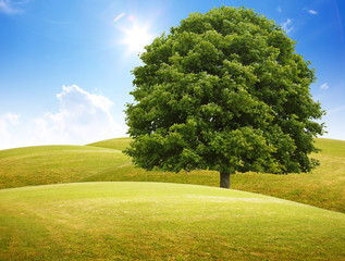 Eiche in der Landschaft