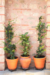 Flowerpots with green palnts