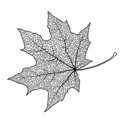 Silhouette of the textured maple leaf, vector illustration.