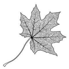 Silhouette of the textured maple leaf, vector illustration.