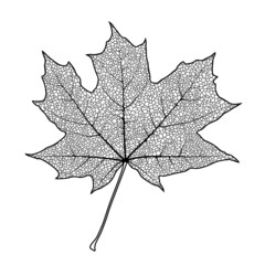 Silhouette of the textured maple leaf, vector illustration.