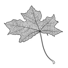 Silhouette of the textured maple leaf, vector illustration.