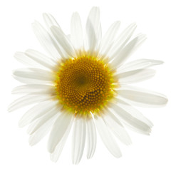 ox eye daisy