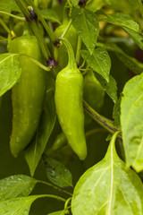 Raw Organic Jalapeno Pepper