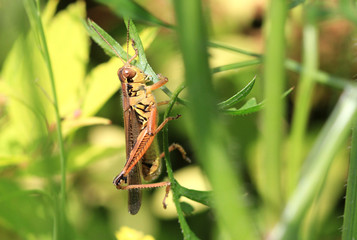 Grasshopper