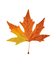 Autumn maple branch with leaves isolated on a white background