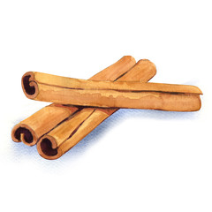 watercolor cinnamon isolated on white background
