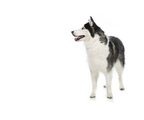 Alaskan Malamute or Husky Dog Isolated on White