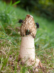 Gemeiner Stinkmorchel mit Schmeißfliegen