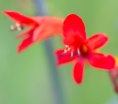 Fleur rouge