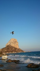 Fototapeta premium Gaviota volando junto al peñón de Ifach