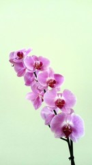 Obraz na płótnie Canvas orquideas