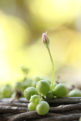 String Of Pearls Flower Bud