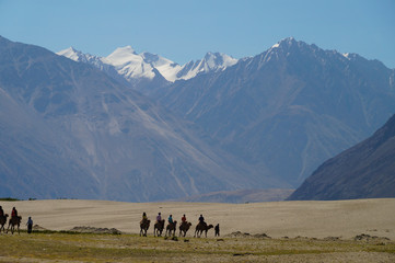 Camels rover on sand dune, nubra valley,  India