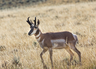 Pronghorn Antelope