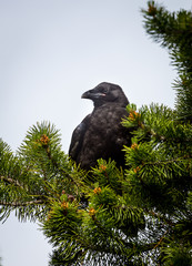 Raven