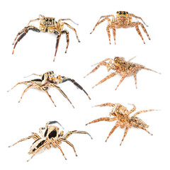 Male and Female Plexippus petersi Jumping spider set isolated