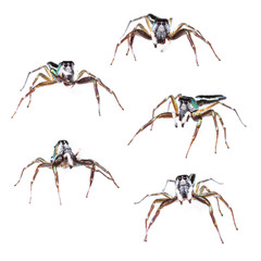 Male cosmophasis umbratica jumping spider set isolated