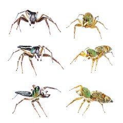 Male and female cosmophasis umbratica jumping spider isolated