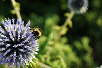 Kugeldistel mit Hummel