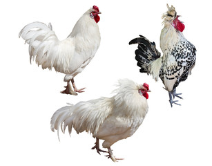 three roosters isolated on white