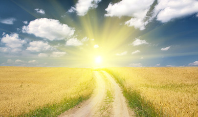 Fototapeta premium country road in wheat field to sun