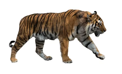 Crédence de cuisine en verre imprimé Tigre isolé sur tigre rayé blanc