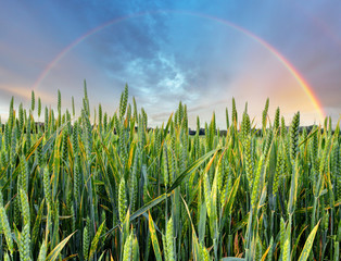 Rainbow over green wheat field © TTstudio