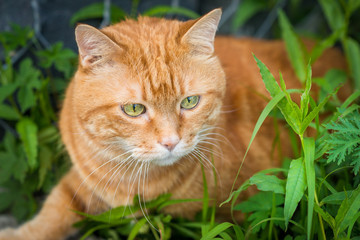 Red cat sneaking through the grass. Selective focus.