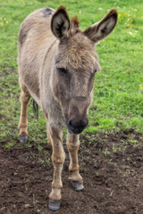 Domestic donkey at the farm