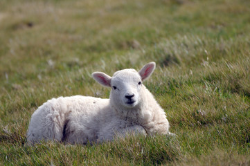 Lamb in field at LLangrannog in Cardigan, Wales