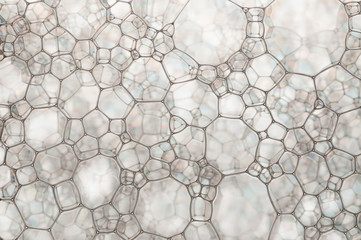 Web