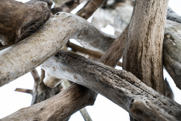 Obraz premium Old dry trees