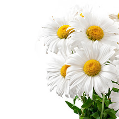 Bouquet of daisies on the white background