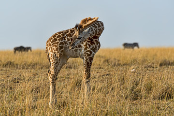 Kenia-Griaffe-19315