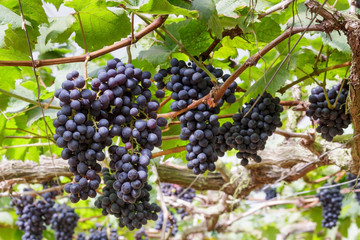 Grapes