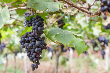 Grapes